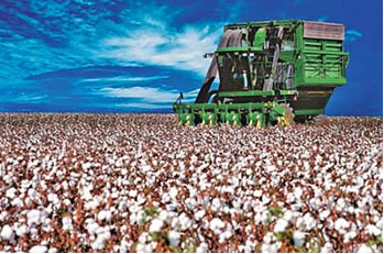 O estado de Mato Grosso é o maior produtor nacional de algodão